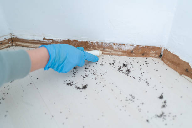 Pest Prevention Services in East Meadow, NY